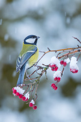 Wall Mural - Great tit, Parus major, single bird on branch.