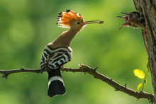 Parent Bird Feeding A Chick In A Nest In A Tree Hole. Eurasian Hoopoe Or Common Hoopoe (Upupa Epops) Bird.