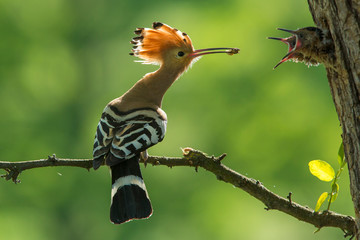 Wall Mural - Parent bird feeding a chick in a nest in a tree hole. Eurasian Hoopoe or Common hoopoe (Upupa epops) bird.