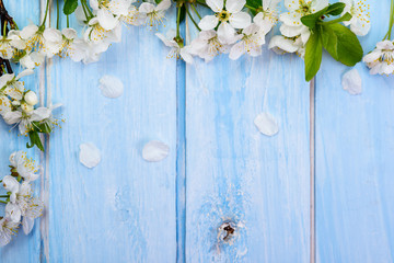  Cherry flower on blue  wooden background, .spring background; top view