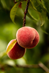 Wall Mural - Ripe Peach 