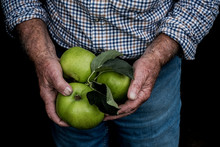 Close Up Of Man Holding Three Large Green Bramley Apples.