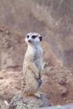 Fototapeta Sawanna - meerkat on guard