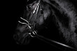 Black purebred friesian horse in black dressage bridle and bit isolated on black background. witj copy space. Animal portrait.