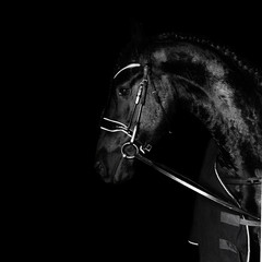 Wall Mural - Black purebred friesian horse in black dressage bridle and bit isolated on black background. witj copy space. Animal portrait.