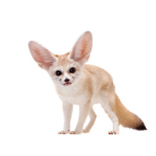 Pretty Fennec Fox Isolated On White Background