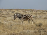 Fototapeta Sawanna - A zebra walks lonely through the savannah of Etosha Nationalpark
