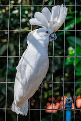 The white cockatoo (Cacatua alba), also known as the umbrella cockatoo, is a medium-sized all-white cockatoo endemic to tropical rainforest on islands of Indonesia.