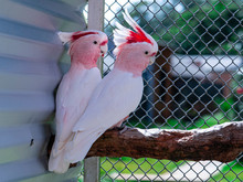 Major Mitchell's Cockatoo (Lophochroa Leadbeateri), Also Known As Leadbeater's Cockatoo Or The Pink Cockatoo