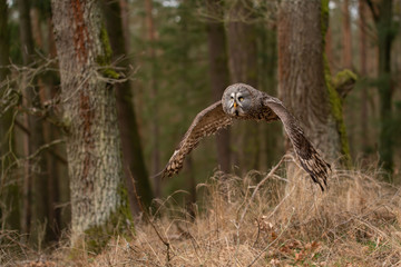 Wall Mural - Great grey owl hunting in the forest. Flying owl.