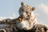 Tygrys bengalski biały (Panthera tigris tigris). White bengal tiger.