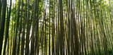 Fototapeta Sypialnia - Damyang Bamboo Foest (South Korea)