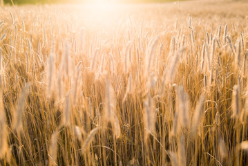 Agricultural crop field at sunset. Texture and close-up view. Pure golden light