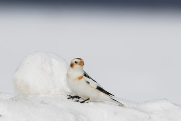 Wall Mural - Snow bunting (Plectrophenax nivalis) feeding in winter