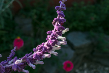 Lavender flowers with so much detail on each petal