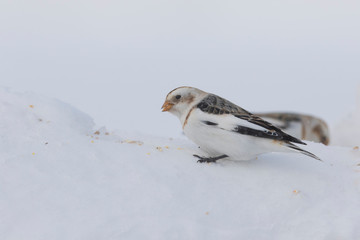 Canvas Print - Snow bunting (Plectrophenax nivalis) feeding in winter