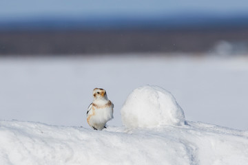 Canvas Print - Snow bunting (Plectrophenax nivalis) feeding in winter