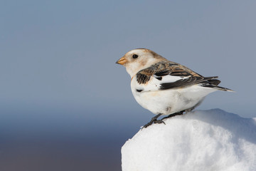 Wall Mural - Snow bunting (Plectrophenax nivalis) feeding in winter