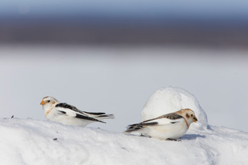 Canvas Print - Snow bunting (Plectrophenax nivalis) feeding in winter