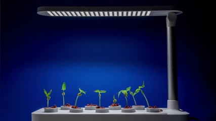 Canvas Print - Plant growth in a hydroponic room setup, time lapse