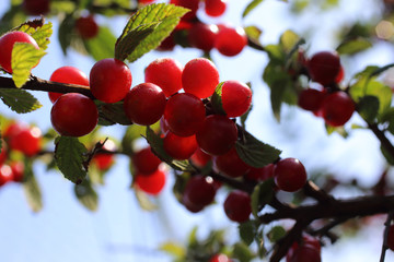 Sticker - Nanking cherry and blue sky. Far eastern delicacy