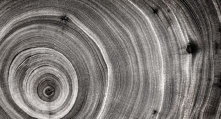 Wall Mural - Black and white spiral of wood texture. Felled tree trunk or stump. Tight organic tree rings with close up of end grain.