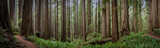 Fototapeta Tęcza - Wide angle view of hiking trail winding through massive redwood trees at Jedediah Smith State Park in Northern California