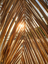 Closeup Abstract Image Of Sunset Sun Shining Through Dry Palm Tree Leaves