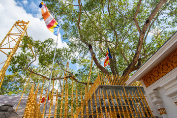 Wall Mural - Jaya Sri Maha Bodhi the oldest living human-planted tree in the world with a known planting date in ancient city of Anuradhapura, Sri Lanka. Now is the sacred relics of the Buddhists over the world.