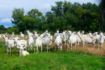 Wall Mural - Goats graze on the field