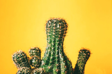 Cactus succulent plant on yellow background. Free copy space. Tropical healing herbal concept.