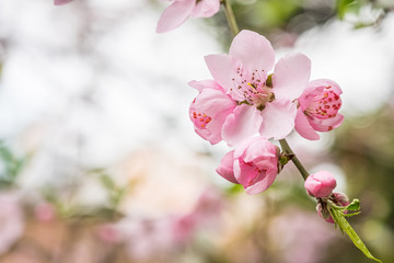 Wall Mural - Pink tree blossoms in spring