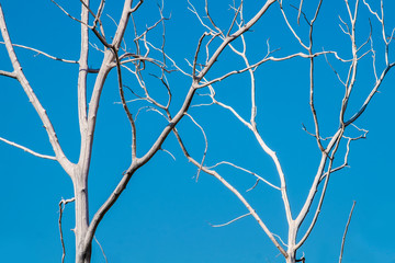 two dead fruitless leafless trees with clear blue sky background