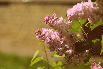 Wall Mural - Blooming lilac flowers on the bush in a sunny spring day close-up. Retro style toned