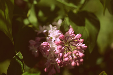 Wall Mural - Blooming lilac flowers on the bush in a sunny spring day close-up. Retro style toned