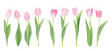 Fototapeta Tulipany - Watercolor pink tulip flowers isolated on white background with clipping path. Good elements for your own design. Spring and summer theme. Soft and gentle colors. Realistic drawing.
