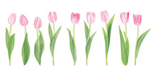 Watercolor Pink Tulip Flowers Isolated On White Background With Clipping Path. Good Elements For Your Own Design. Spring And Summer Theme. Soft And Gentle Colors. Realistic Drawing.