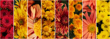 Collage Of Photos Of Chrysanthemums 8 Pieces In One Line With A Separator; Natural Decorative Flower Background