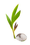 Fototapeta Tulipany - Coconut tree seedling isolated on white background