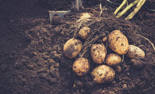 Beautiful Fresh Large Tubers Of New Potatoes On A Brown Ground Close-up.