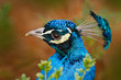 Peacock detail bird of head with crest. Indian Peafowl, Pavo cristatus, detail head portrait, blue and green exotic bird from India and Sri Lanca. Wildlife scene from nature.