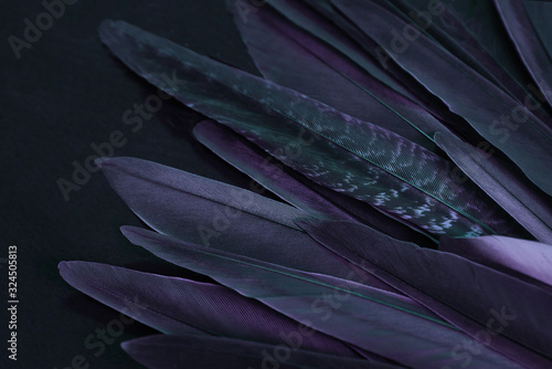 Colorful violet bird wing feathers detail, dark background