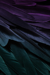 Bird wing feathers detail, closeup dark background