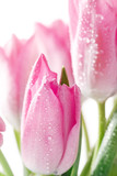 Fototapeta Tulipany - spring tulips with fresh dew drops on white background