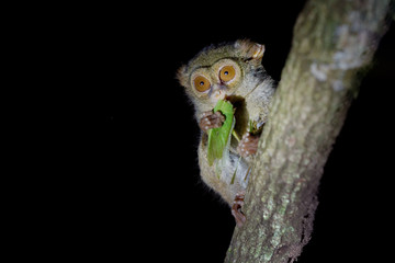 Spectral Tarsier, Tarsius spectrum, portrait of rare nocturnal animal with killed green grasshopper, in the large ficus tree, Tangkoko National Park on Sulawesi, Indonesia in Asia.