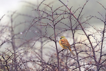 Cirl Bunting, Emberiza Cirlus, Sitting In The Thorny Prickly Bush In Bulgaria. Bird In The Habitat, Foggy Day. Misty Morning With Bunting In The Nature.