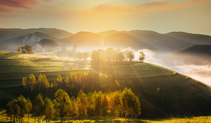 Wall Mural - Banner of beautiful misty and foggy morning in golden hour on a peaceful meadow.