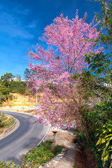 Wall Mural - Cherry apricot branches bloom in the spring sunshine with a rural traffic background