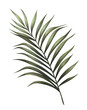 Palm leaf illustration isolated on white background, Hand drawn watercolor palm tree leaf painting. 