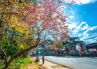 Wall Mural - Landscape cherry blossom trees in a bustling morning sunshine, all create a sense of playfulness and character highlands when spring comes in Da Lat, Vietnam